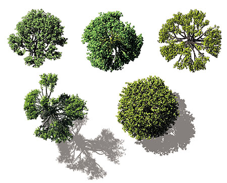 VI-BE-Trees.jpg