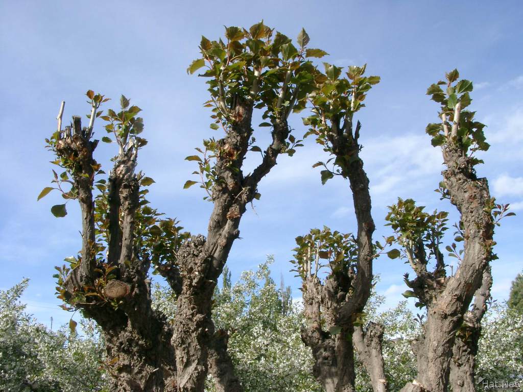11150010_strange_trees.jpg